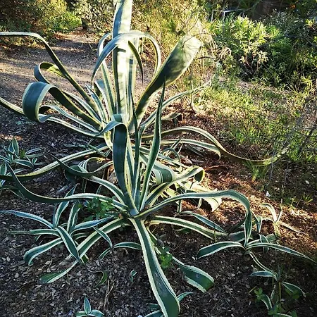 Διαμέρισμα Cala Sultana -baie Santa Giulia - Rez Jardin 1ere Ligne *