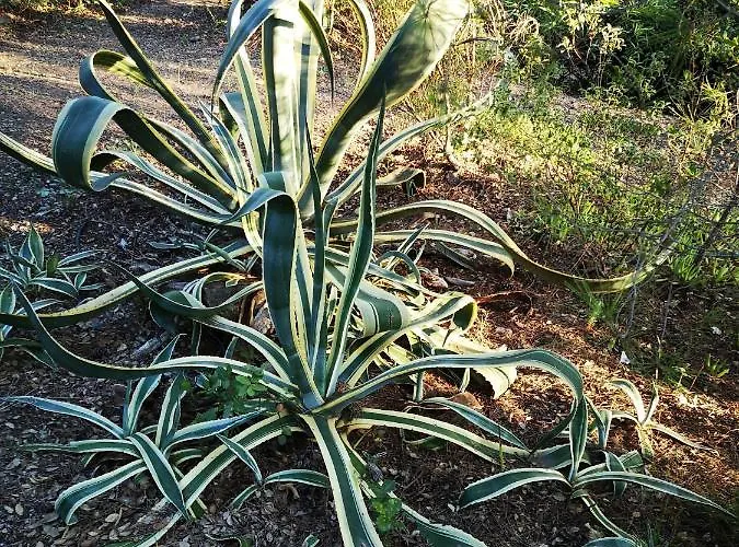 公寓 Cala Sultana -baie Santa Giulia - Rez Jardin 1ere Ligne *